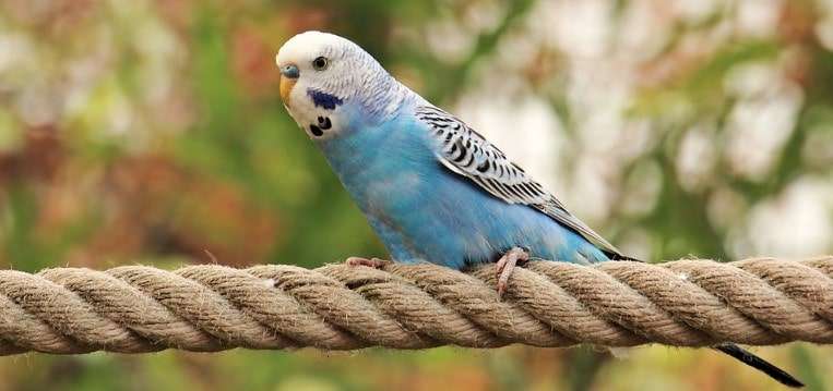 Are budgies good pets?