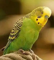 Are parakeets good pets?