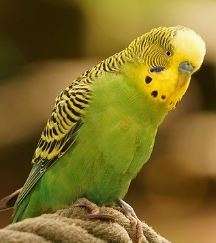 Are parakeets good pets?