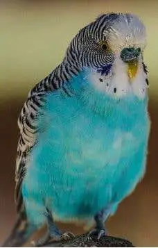 What are parakeets? Blue Budgie