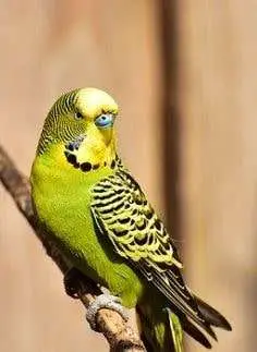 What are budgies?