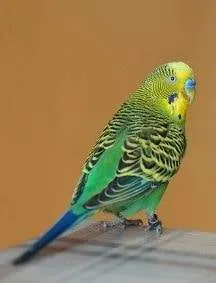 Do parakeets make for good pets?