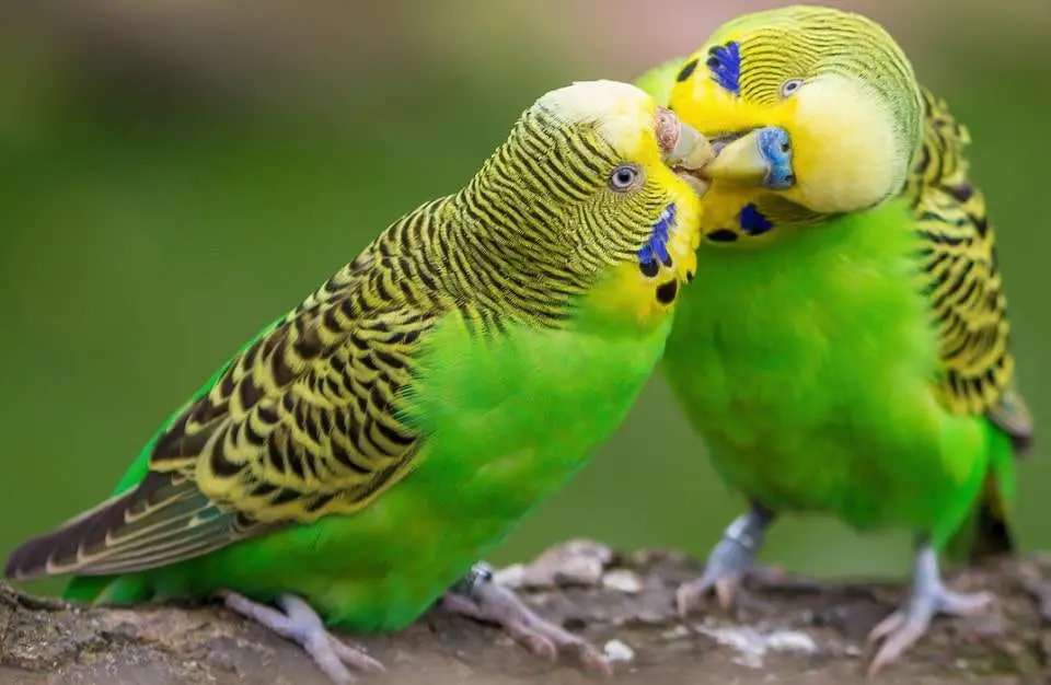 Are Parakeets good pets?