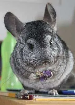 What do chinchillas eat?