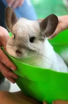 How much do chinchillas cost?