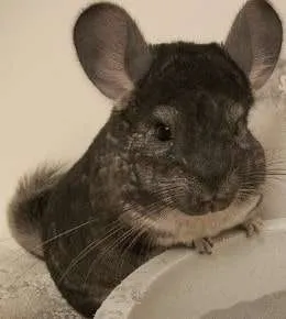 Are chinchillas good pets?