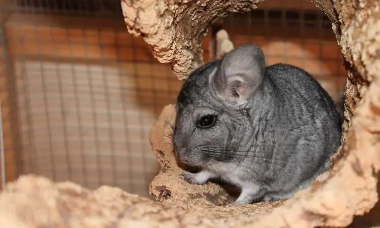 How to care for a chinchilla