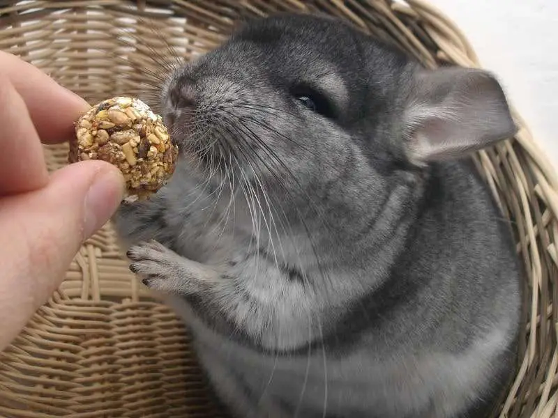 Are chinchillas good pets? Featured