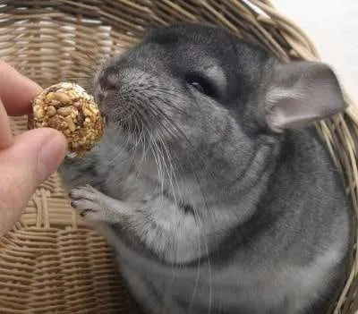 Are Chinchillas Good Pets? Extremely Detailed Buyer Guide!