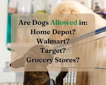 Dogs Allowed in Walmart or Target? + 40 Dog Friendly Stores!