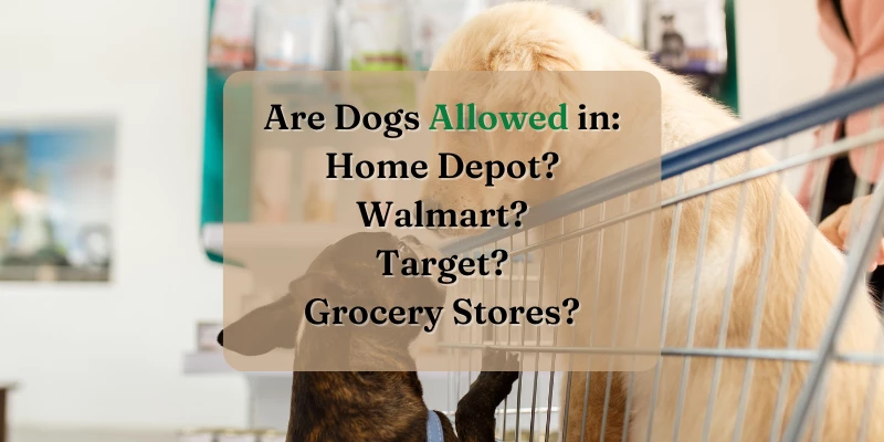 Are Dogs Allowed? Home Depot? Target? Walmart?