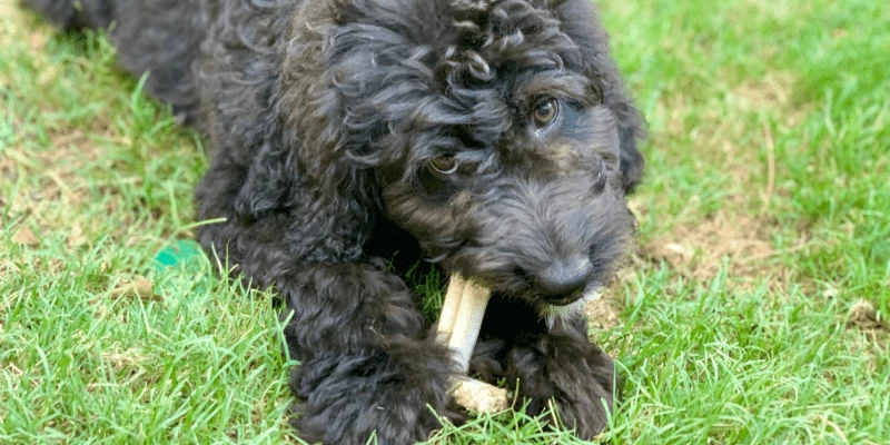 Aussiedoodle Chewing Bone