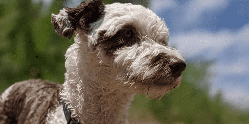 Aussiedoodle - Featured