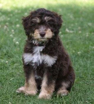 What is an Aussiedoodle? Pic of Puppy