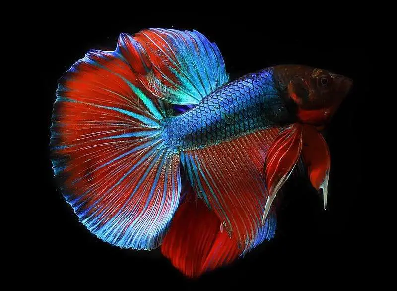 Betta Fish Featured