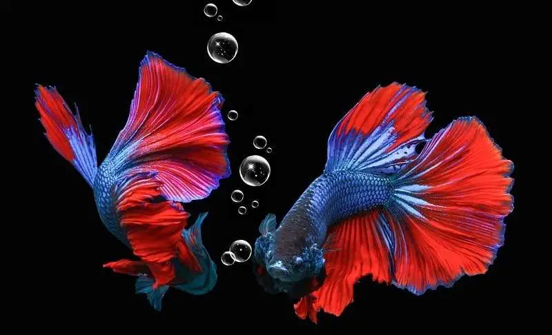 Two Betta Fish Flare Fighting - What is a Betta Fish?