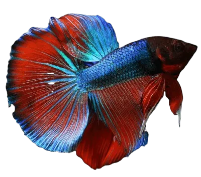 What You Need to Know About Betta Fish! Care, Diet, Tank Setup