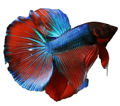 What You Need to Know About Betta Fish! Care, Diet, Tank Setup What You Need to Know About Betta Fish! Care, Diet, Tank Setup