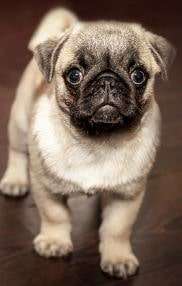 Do Pugs get along with Cats? Puppy