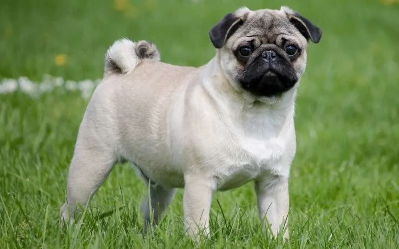 Do pugs get along with cats? Featured