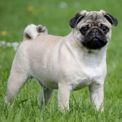 Do Pugs Get Along With Cats? Purr-fect Match? The Pug-nosis! Do Pugs Get Along With Cats? Purr-fect Match? The Pug-nosis!
