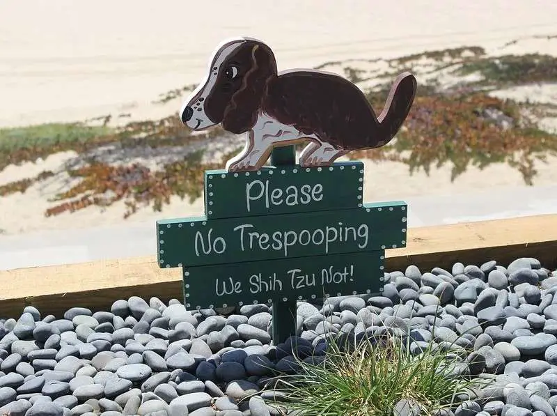 Why do dogs eat poop? Beach Pic