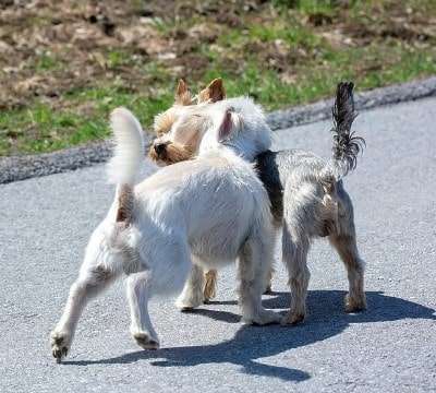 Why Do Dogs Sniff Other Dogs? Should You Allow Them?