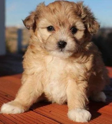 What is an Aussiedoodle? Brown Puppy