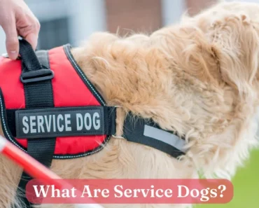 What are Service Dogs? Super Detailed Guide with 11 Types!