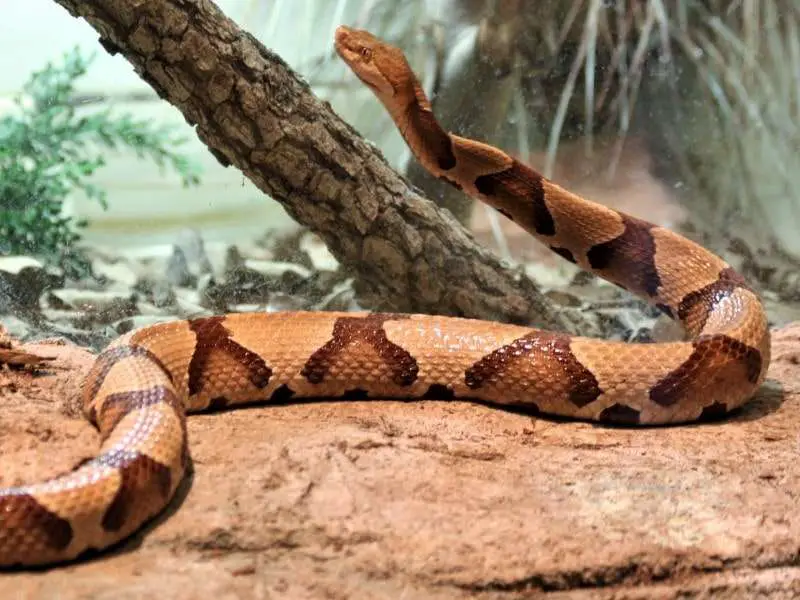 What do copperheads look like?