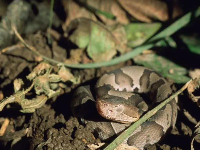What does a copperhead look like?