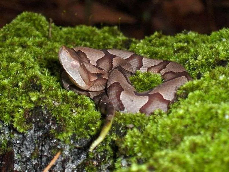 What does a copperhead look like?