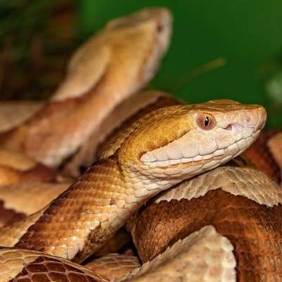 What Does a Copperhead Look Like? Snake Pics and Details!