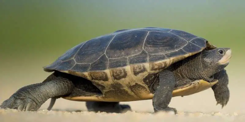 Turtle walking on sand