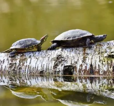 Where Do Turtles Go in the Winter? Check This Craziness Out!