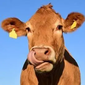 Which animals can be milked? Cow
