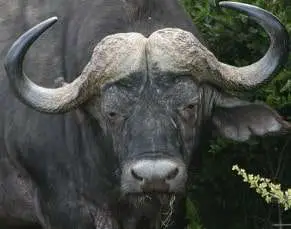 What animals can you milk? Water Buffalo - Bison