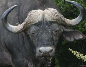 What animals can you milk? Water Buffalo - Bison