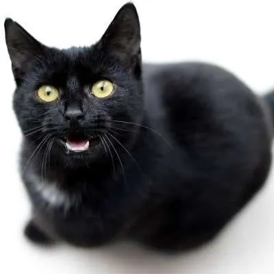 Why Do Cats Meow? Learn Why! Plus, 6 Crazy Sounds Cats Make!