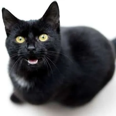 Why Do Cats Meow? Learn Why! Plus, 6 Crazy Sounds Cats Make! Why Do Cats Meow? Learn Why! Plus, 6 Crazy Sounds Cats Make!