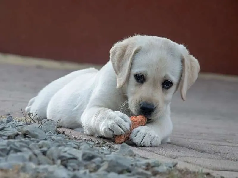 Why do dogs eat poop?