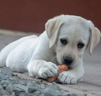 Why Do Dogs Eat Poop? In-Depth Answer & 14 Possible Reasons!