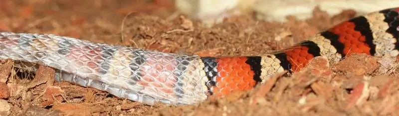 How do snakes shed their skin?