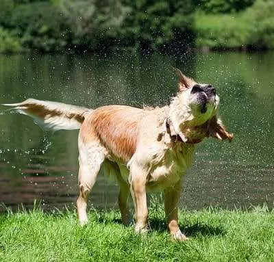 Why is My Dog Shaking? 10 Reasons Dogs Shake Shiver Tremble Why is My Dog Shaking? 10 Reasons Dogs Shake Shiver Tremble
