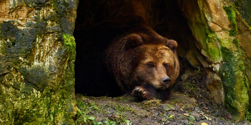 Animals That Hibernate