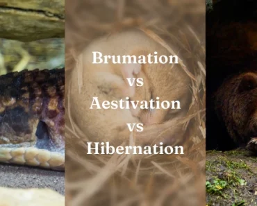 Brumation vs Estivation vs Hibernation + Huge Differences