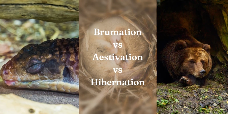Brumation vs Estivation vs Hibernation + Huge Differences