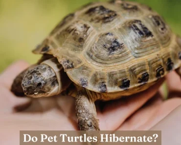 Do Pet Turtles Hibernate? Guide | Dead vs Hibernating Turtle