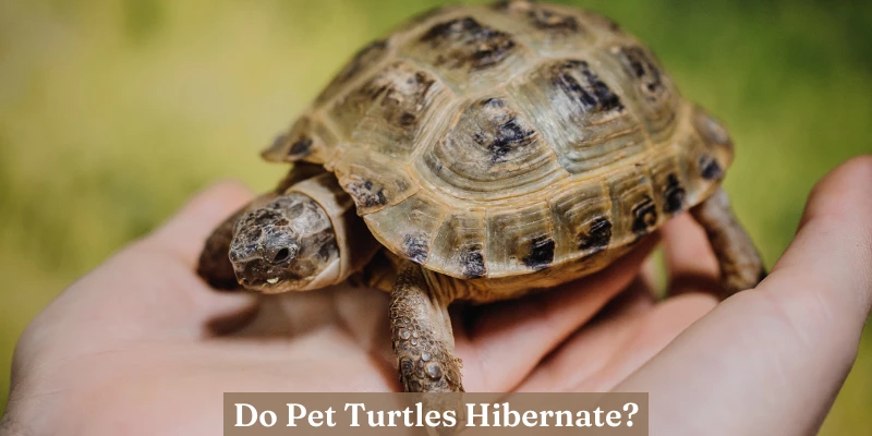 Do Pet Turtles Hibernate?
