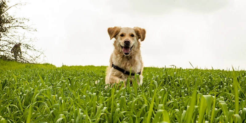 Dog Eating Grass in Rain